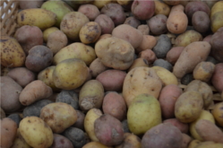 Popolazioni di specie agricole e semi delle comunità