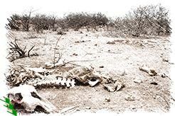 desertificazione