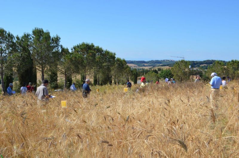 Campo valutazione agricoltori popolazioni evolutive