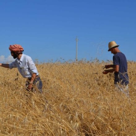 Popolazioni Evolutive: Scelta di spighe all’interno della popolazione di tenero coltivata in Toscana