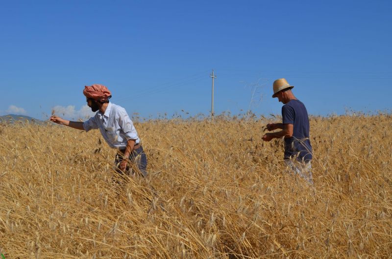 Popolazioni Evolutive: Scelta di spighe all’interno della popolazione di tenero coltivata in Toscana