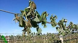 vigneti