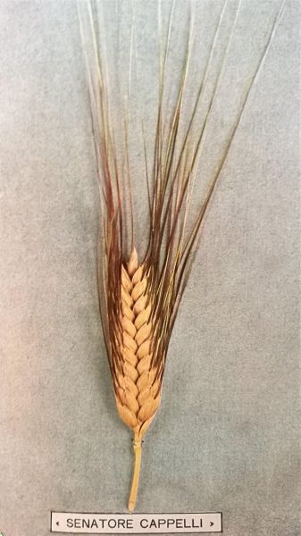 Storie e leggende del grano Cappelli, tra mitologia e marketing, Chiara Spadaro intervista Riccardo Bocci