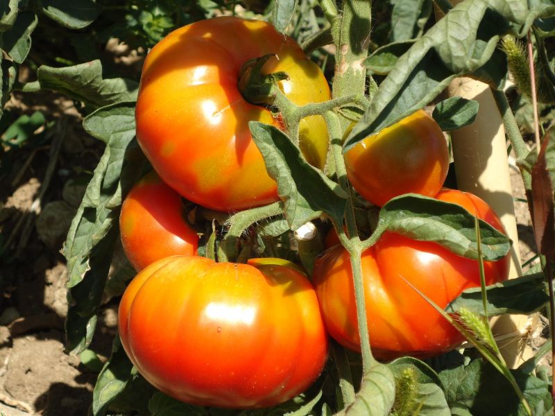 Coltiviamo la diversità! Selezione partecipativa pomodoro