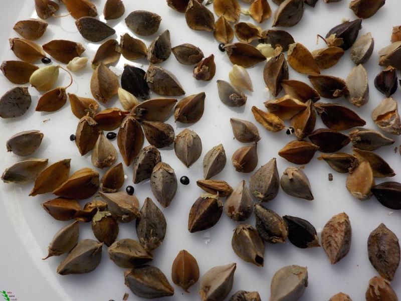 Patrizio Mazzucchelli e le Popolazioni di Grano Saraceno
