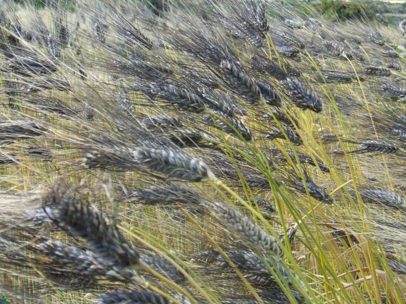 Filigrane in Salento