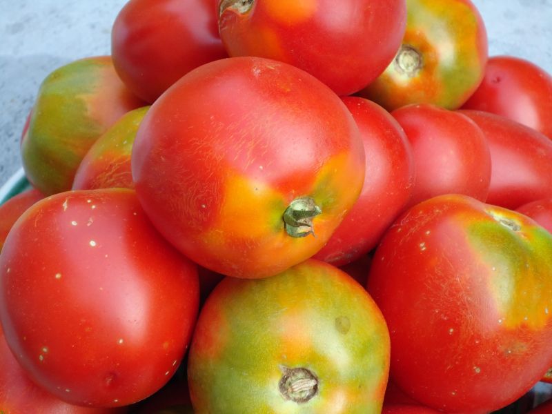 Coltiviamo la Diversità! Selezione partecipativa pomodoro