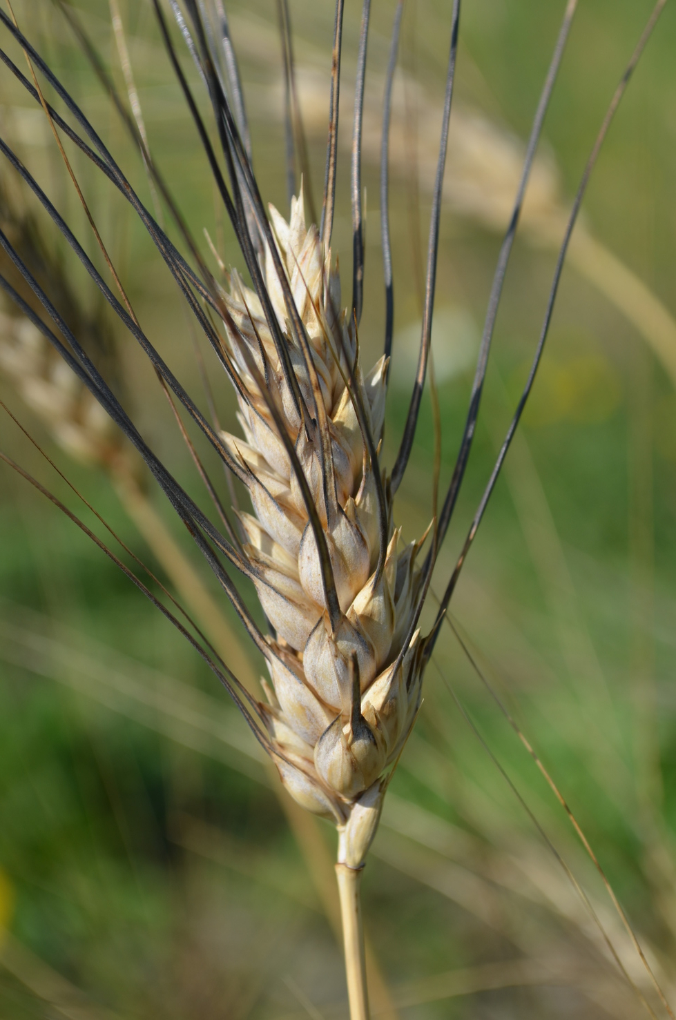 Antitrust multa SIS per le irregolarità nella commercializzazione di sementi di frumento duro Cappelli