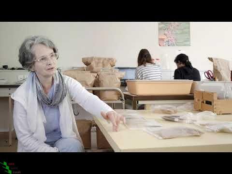 Cereals – the renaissance in the field – a short movie