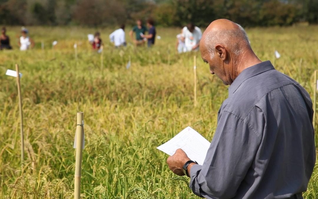 Nuove “popolazioni” di cereali abitano i campi italiani