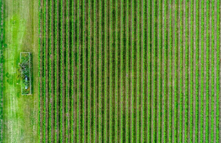 Se la Politica agricola comunitaria rimane agli anni Sessanta