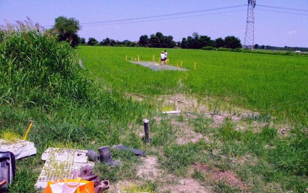 RISO RESILIENTE; Beyond the yield driven strategy: breeding for specific adaptation in organic rice in Italy