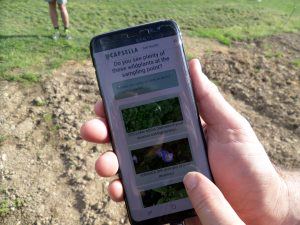 app capsella