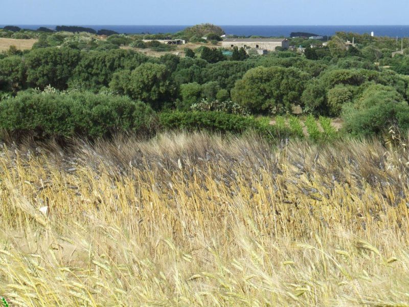 cereali resilienti