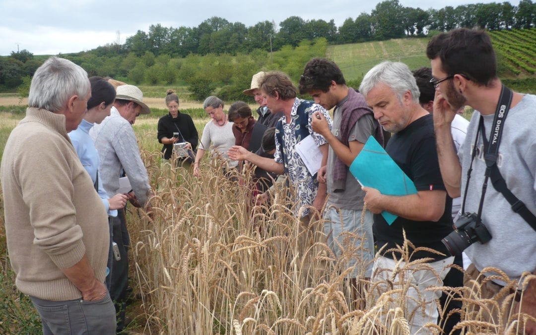 Tre anni del progetto CERERE, la rinascita delle filiere alternative dei cereali in Europa