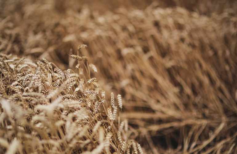 Scambiare le sementi per costruire un nuovo modello agricolo
