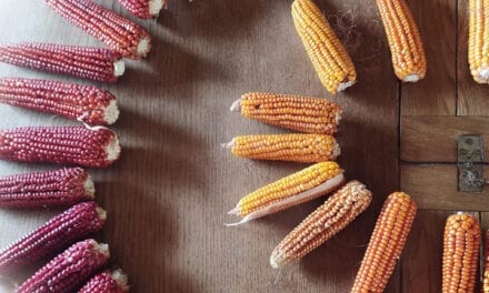 Coltiviamo la diversità! Campagna di semina primaverile 2021