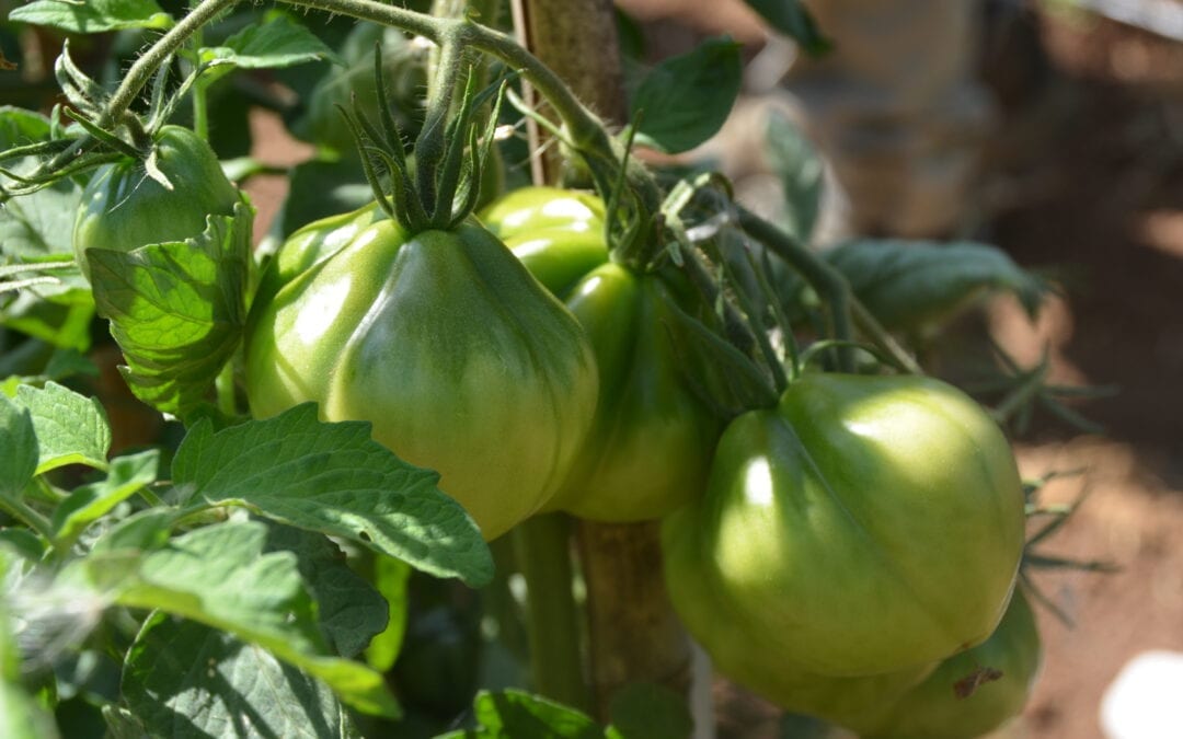 Dieci anni di sperimentazione con la popolazione di pomodoro SOLIBAM Cuor di Bue