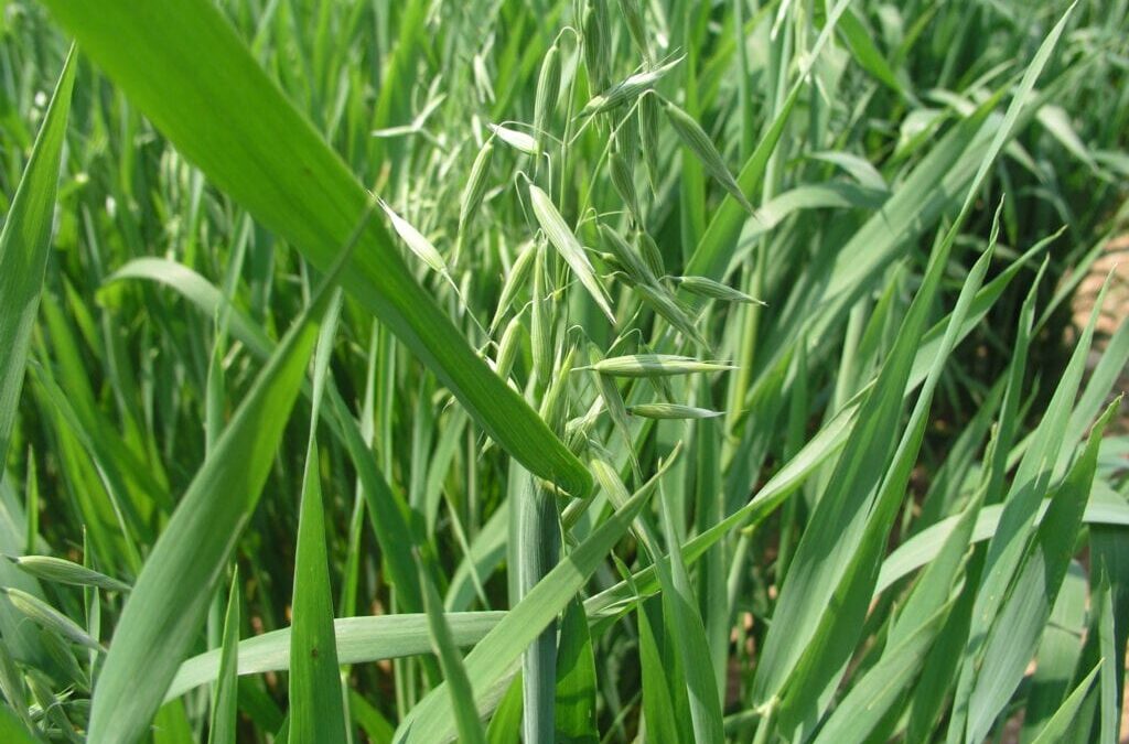 Storia dell’Avena