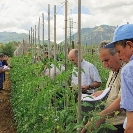 selezione partecipativa pomodoro