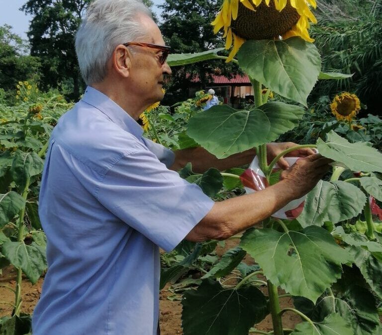 Il girasole: breve storia di una diversità dimenticata… verso la costituzione di una popolazione