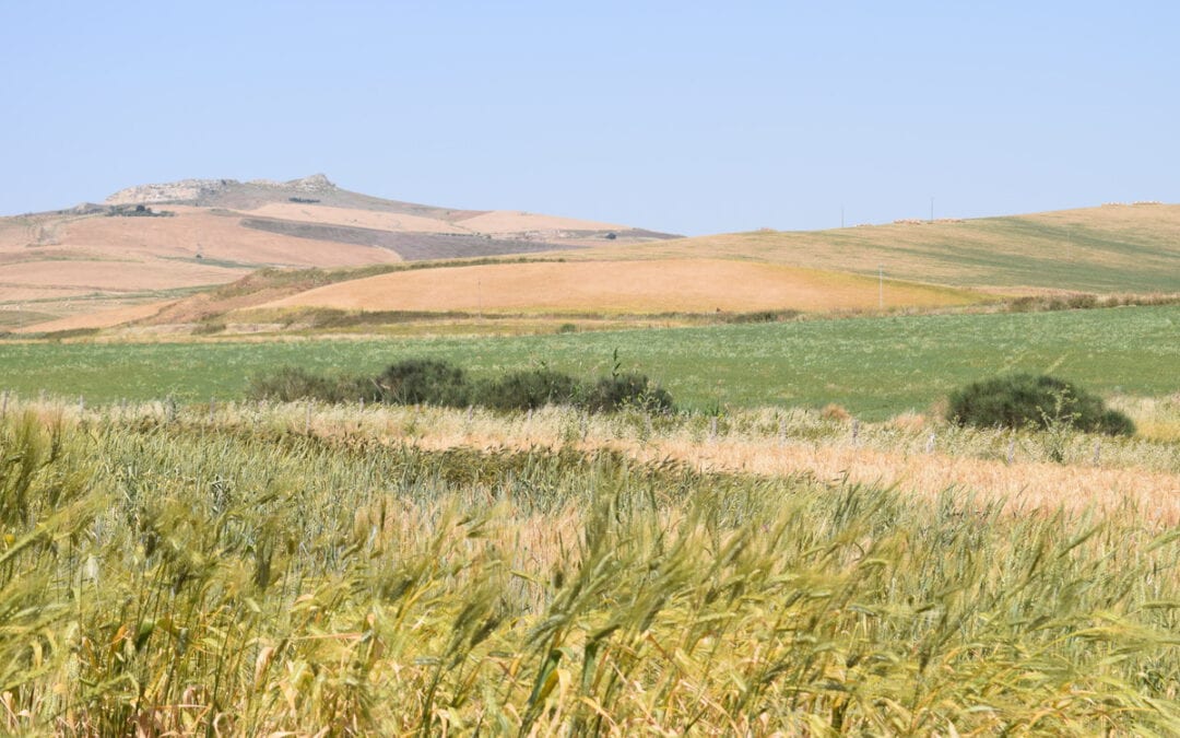 Popolazioni evolutive di frumento in Sicilia