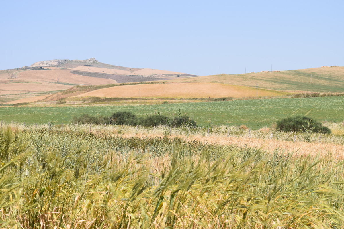 sicilia_coltiviamo_diversità_2016