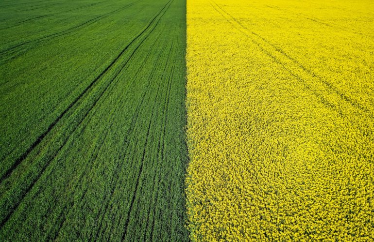 Il mondo del biologico e la sfida del successo