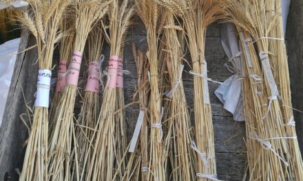 Campagna di semina autunnale 2022-2023
