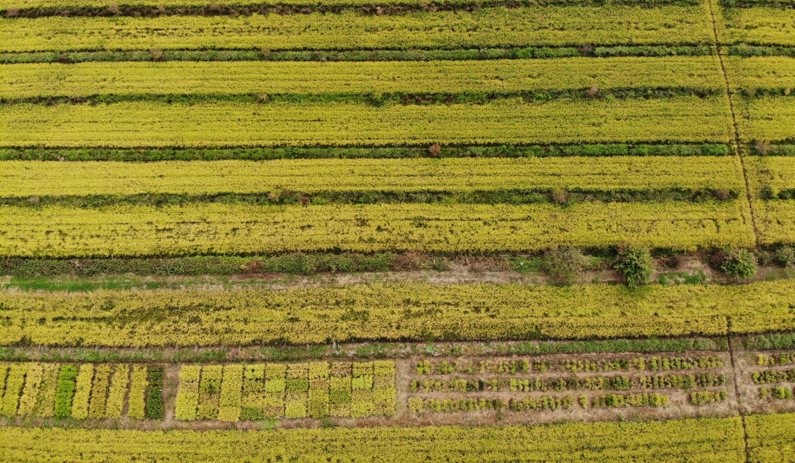 campo catalogo riso 2019
