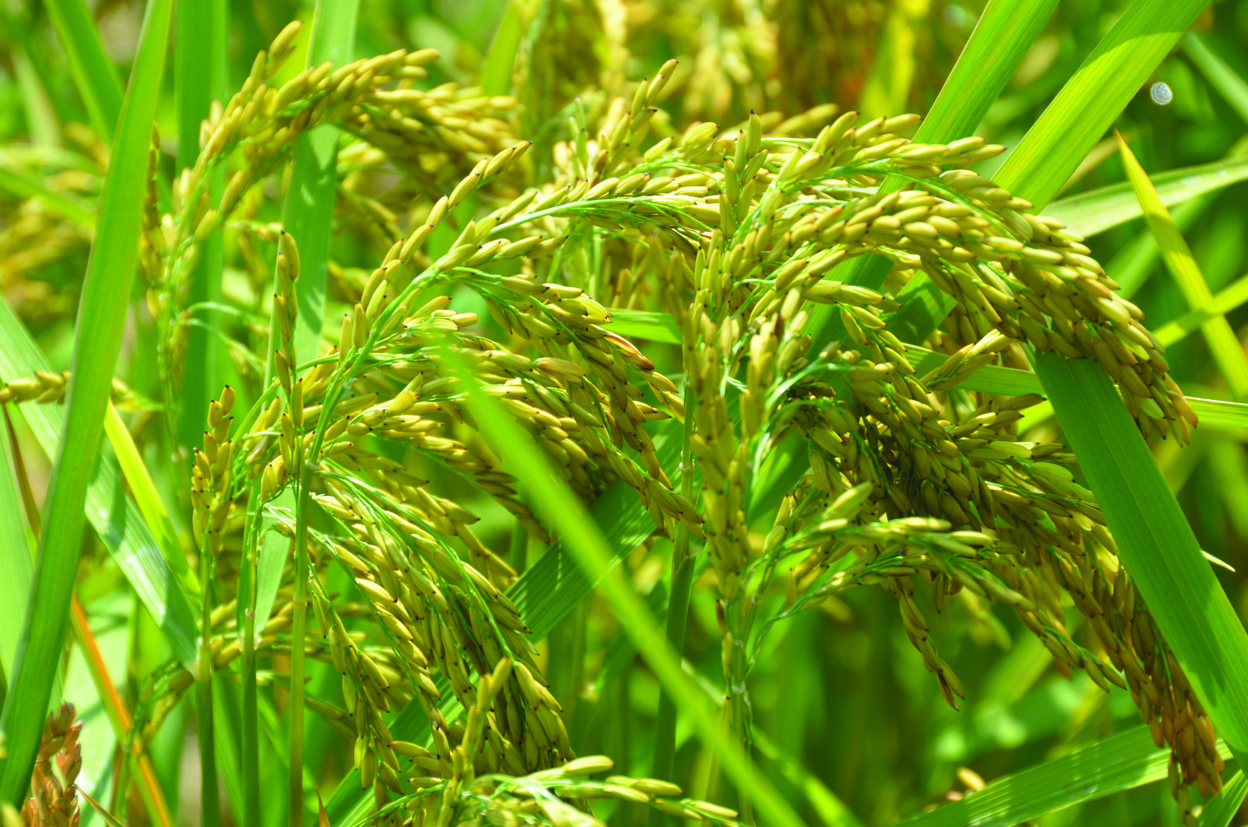 japonica