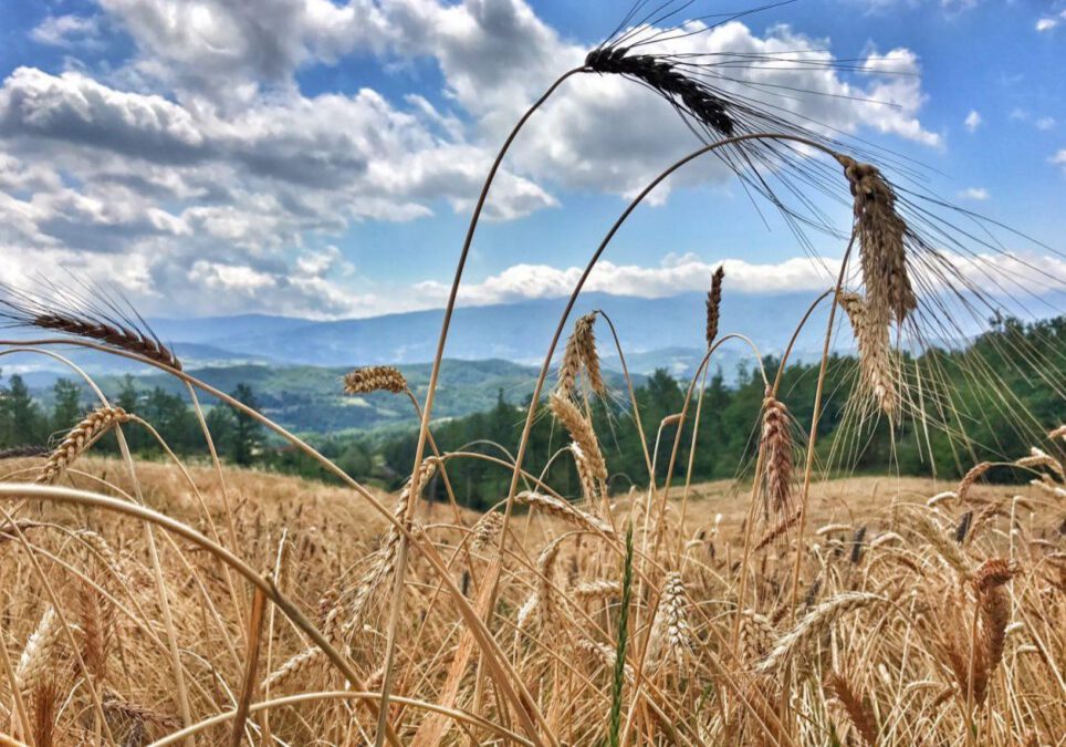 Corso _ CEREALICOLTURA RESILIENTE: LE POPOLAZIONI EVOLUTIVE DI FRUMENTO E LE VARIETÀ ANTICHE, FOCUS SULLE SEMENTI BIOLOGICHE