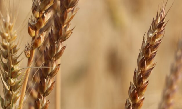 Corso – La filiera corta biologica dei grani antichi locali