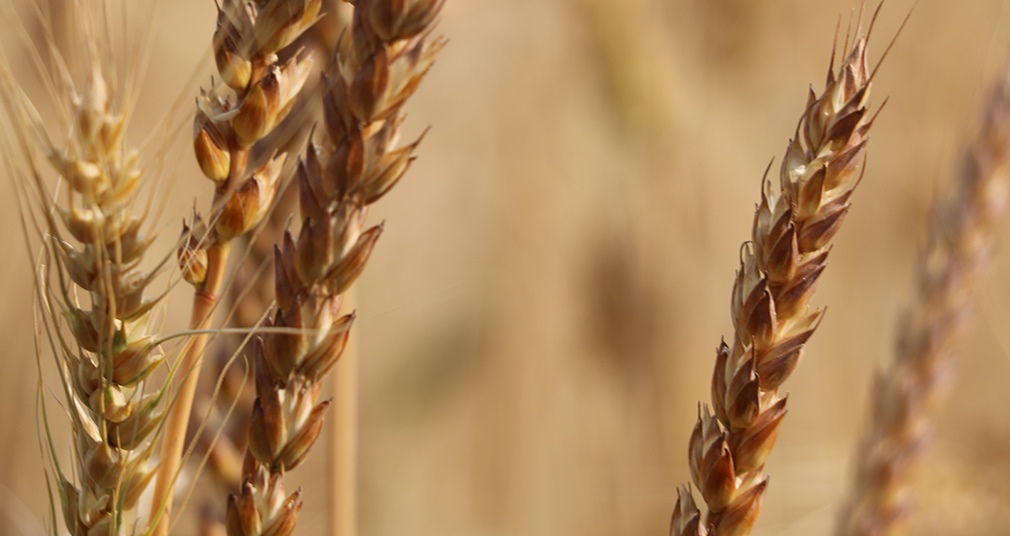 Corso – La filiera corta biologica dei grani antichi locali