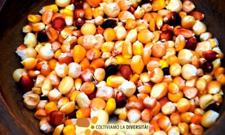 Coltiviamo la diversità! Campagna di semina primaverile 2022