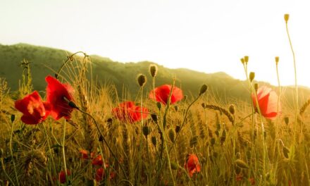Comunicato stampa della Coalizione #cambiamoagricoltura del 6 aprile 2022