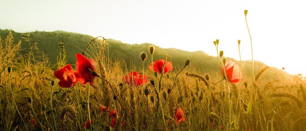 Comunicato stampa della Coalizione #cambiamoagricoltura del 6 aprile 2022