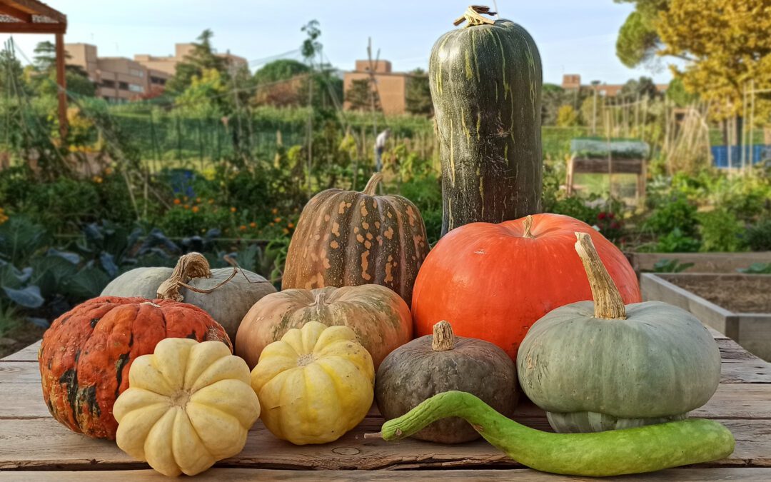 Ampliamento Orti via Masaccio – Nuovi orti disponibili
