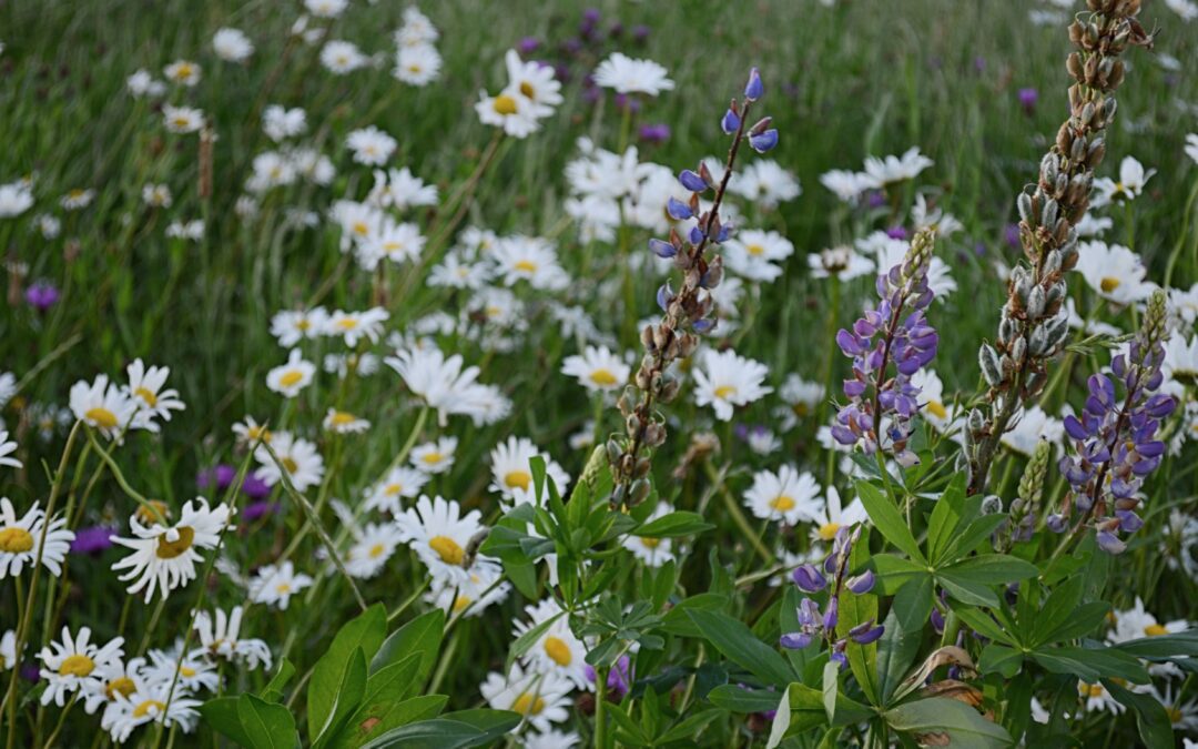 Conservazione della biodiversità e agricoltura