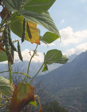 fagiolo valcamonica