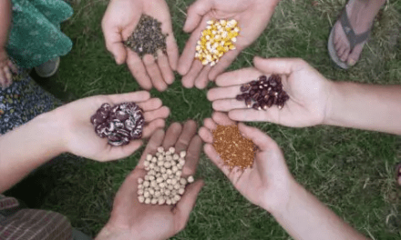 Progetto Erasmus+ SEEDING EUROPE
