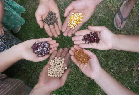 Progetto Erasmus+ SEEDING EUROPE