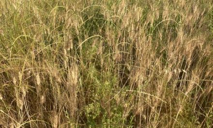 Pratiche agronomiche a supporto della diversificazione colturale