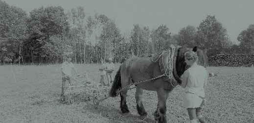 Trazione animale: ritorno al futuro?
