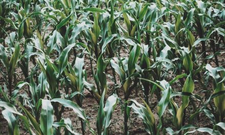 Ci stiamo “mangiando” la biodiversità