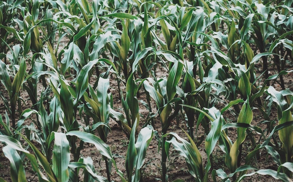 Ci stiamo “mangiando” la biodiversità