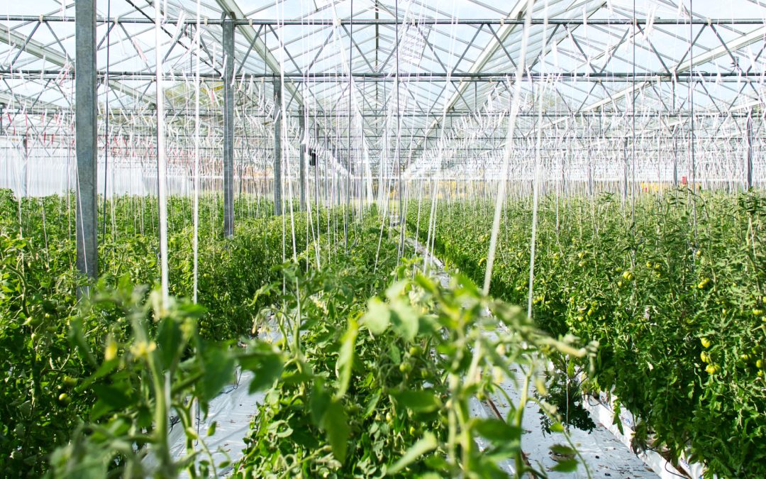 La grande cecità sull’agricoltura europea