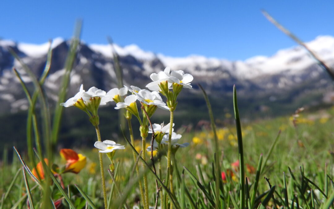 Semi di Comunità in montagna