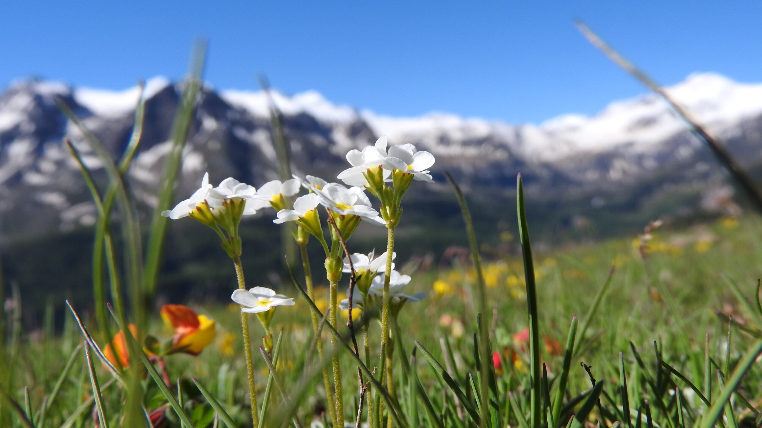 Fiori_alpini