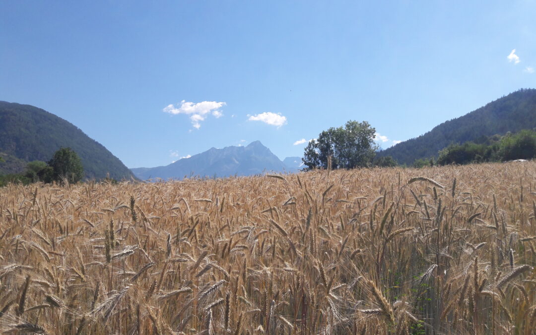 Così preziose, così fragili